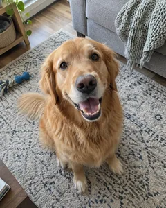 The phone photo the portrait was made from: the same golden retriever sitting on a living-room rug.